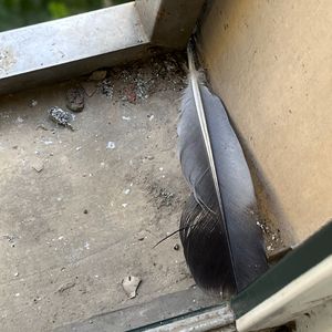 欧美精品少妇放屁网站
